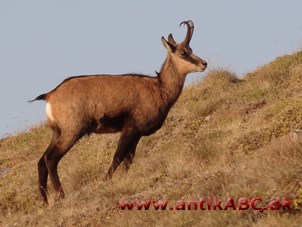  lysebrun gemsefarve og vaskeskind
