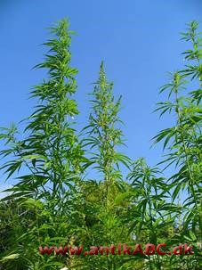  bast af hampeplanten Cannabis sativa 