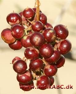  temmelig mørk brun = agatbrun