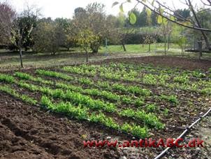  spansk have, mest kunstig vandet