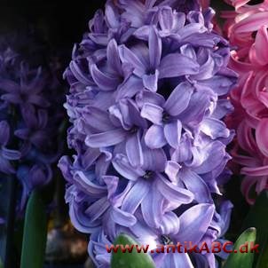 hyacintblå