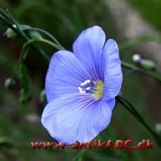 som blomsten af hør; tynd, lys ultramarin