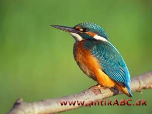  meget kold, svagt grønlig, intens blå