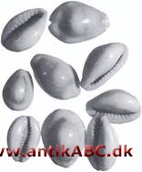  en række saltvands porcelænssnegle, hvis huse har været brugt til smykker og som har været anvendt som førmonetært betalingsmiddel i store dele af verden