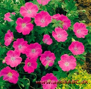  svagt grålig mættet blodrød