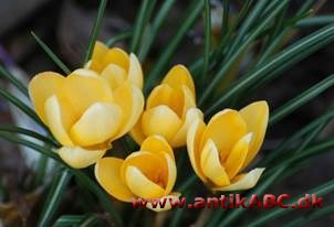 krokusgul, efter krokus, Crocus sativus = safrangul