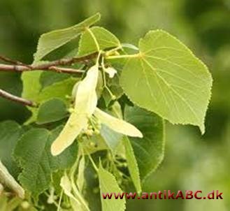 lindegrøn (som lindetræet Tilia vulgaris' vingede frø) tynd lysgrålig olivengrøn
