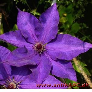 klema'tisblå, intens dybviolet farve. Her Klematis The President