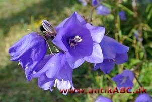 klokkeblå (efter klokkeblomsten Campanula) mange nuancer fra violet til himmelblå