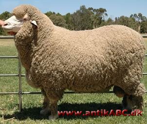 merino (spansk): fåreart, fin kruset uld derfra og kipret kamgarnsstof