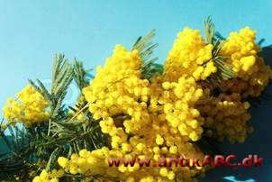 mimosegul, svagt grålig knaldgul