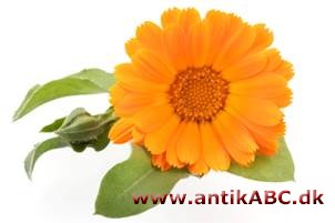 morgenfruegul (efter morgenfrue, Calendula) livlig orange
