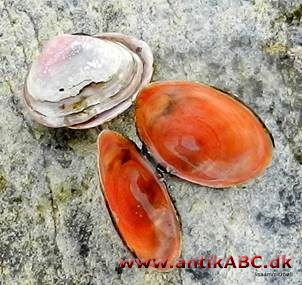 muslingefarvet, som den lyserøde inderside af visse muslingskaller