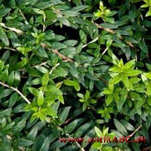 myrtegrøn, farve som løv på myrte, Myrtus communis