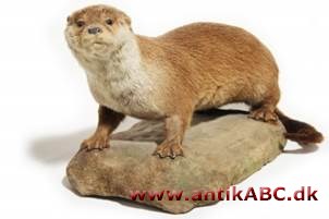 nutriabrun (spansk nutria, odder) = nougatfarve