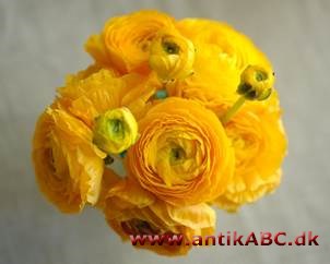 ranunkelgul farve (fra Ranunculus, smørblomst) livlig orangeagtig gul