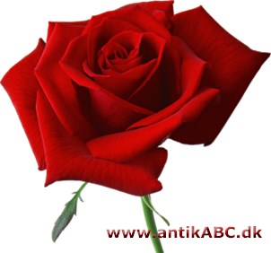 rosenrød farve fra roseblomsten, som kan have utallige nuancer