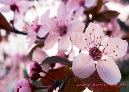 sakura (japansk) kirsebærblomst