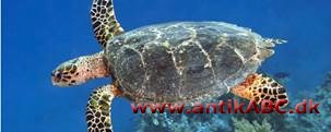 skildpadde (fra tysk schild, skjold) hornplader fra visse havskildpadder, brugt til indlæg og andet hornarbejde