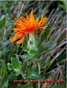 spanskrødt, rødt farvestof i de tørrede blomster af Carthamus tinctorius bruges til pastelkridt og sminke