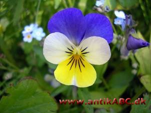 stedmoderviolet farve (efter stedmoder, Viola tricolor) stærk purpuragtig violet