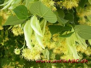 tilleuil farve (fransk lind) den gulgrønne farve, lindeblomster har