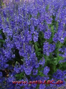 veronikaviolet (efter Veronica, ærenpris) strålende blålig violet