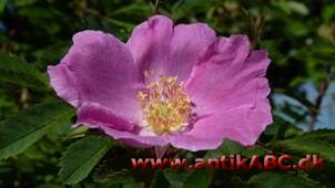 vildrose farve som blomsterne på Rosa canina; tynd, lys karmin