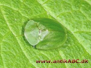 viridingrøn farve (af latin viridis, grøn) livlig lysegrøn